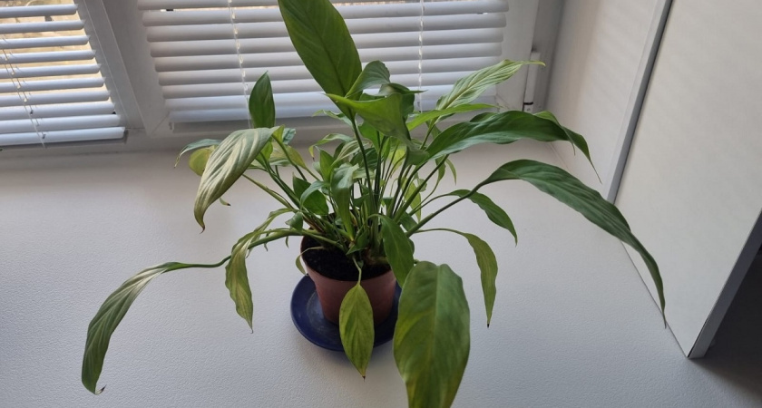    Фото Анастасии Дмитриевой