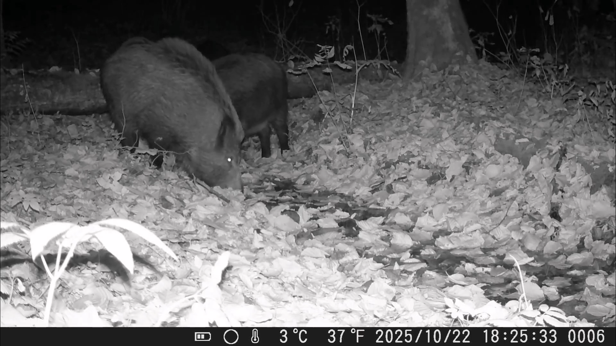 Скриншот видео