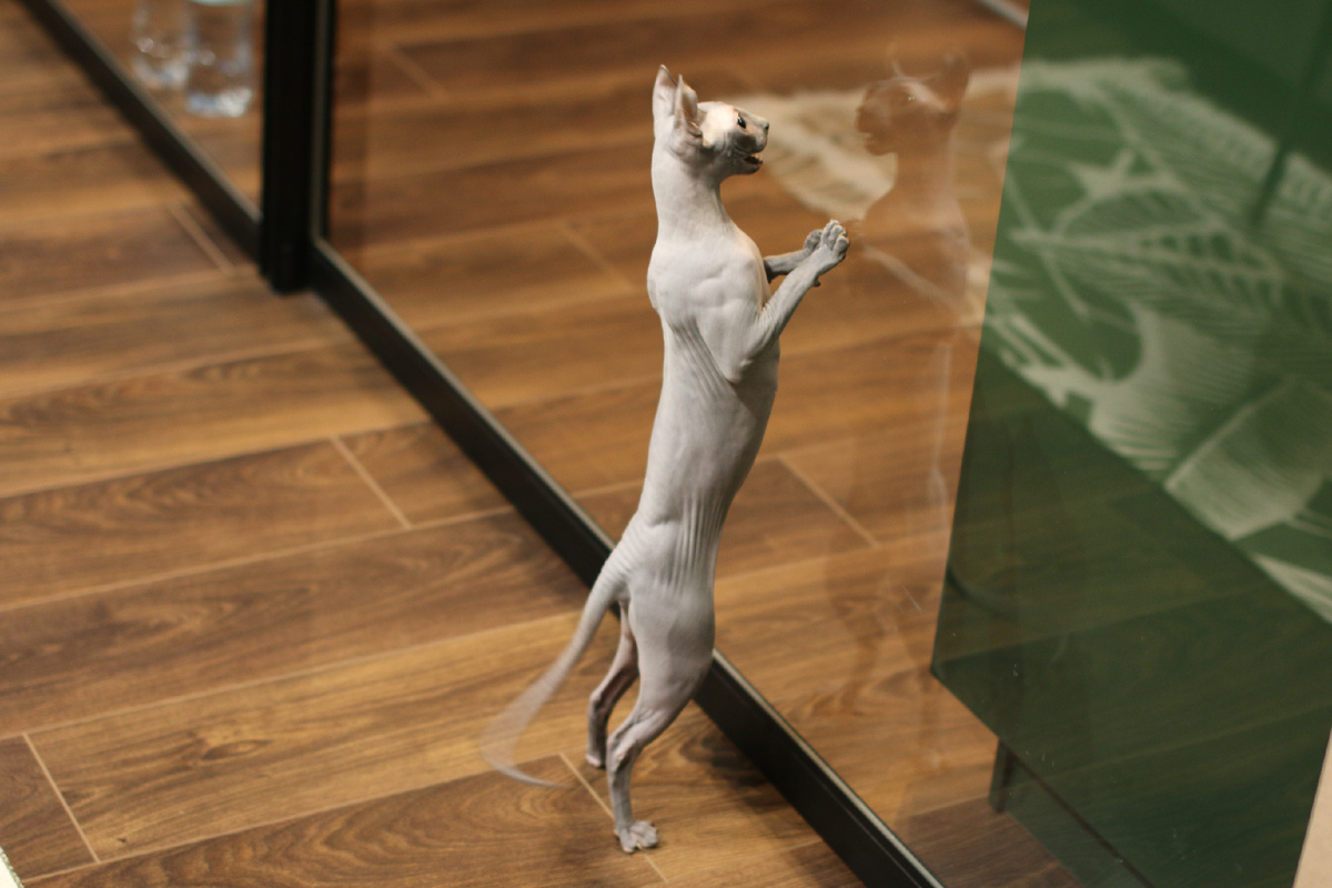 Стоит отгородиться от Эль даже прозрачной стеклянной перегородкой, как она начинает жалобно кричать, желая присоединиться к обществу членов «стаи»