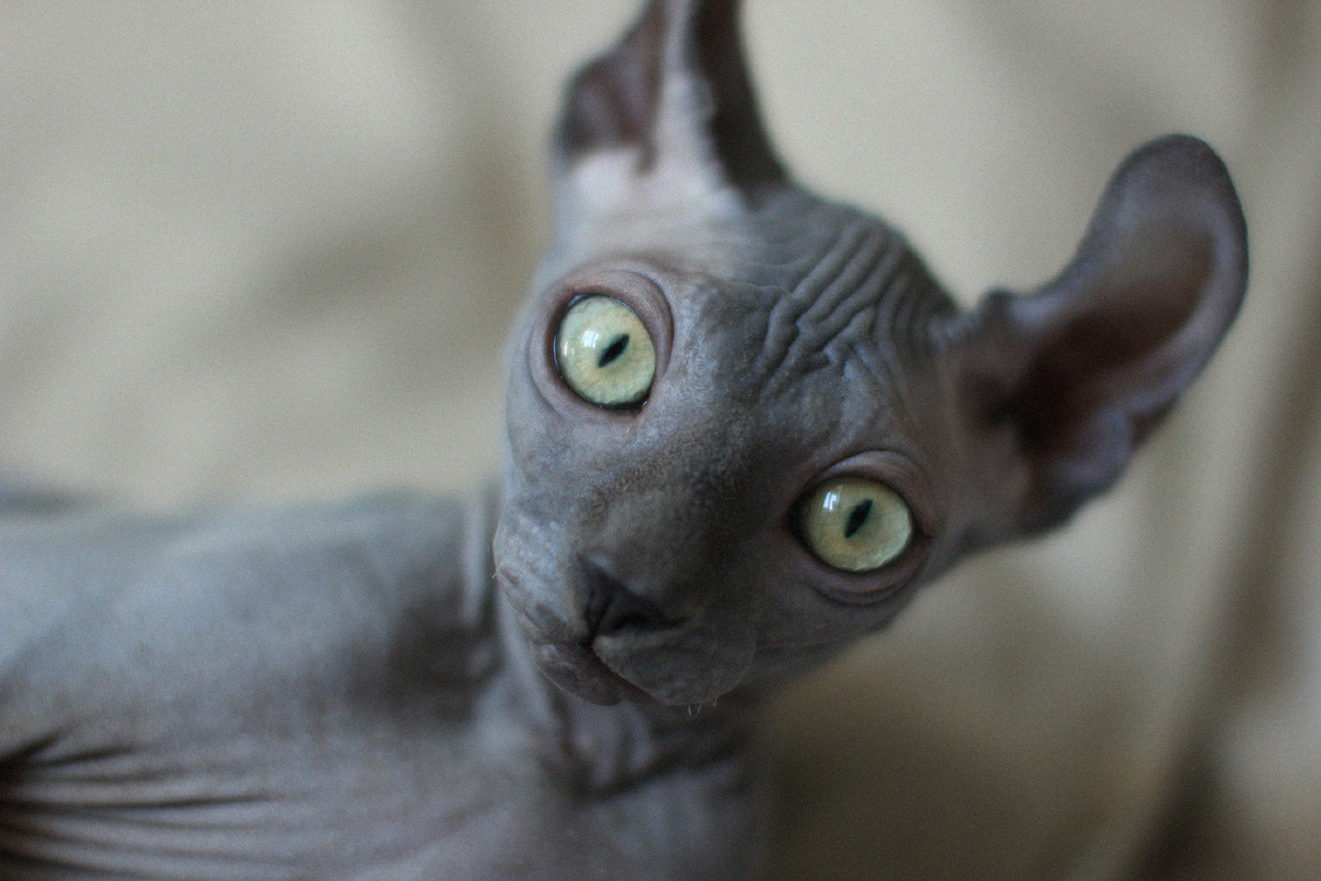 Юная кошачья особь 🙂