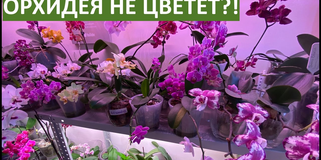 Почему орхидея не цветет: причины и способы заставить её зацвести