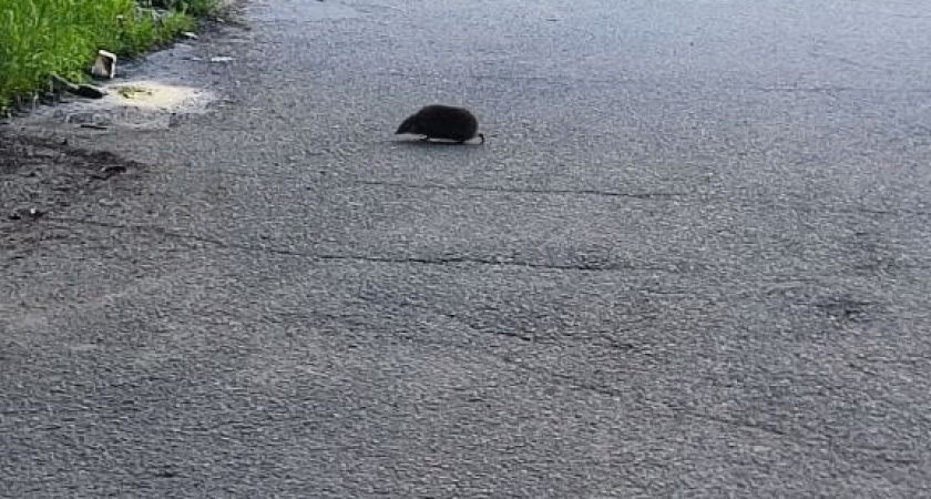    Фото irkutsk.news