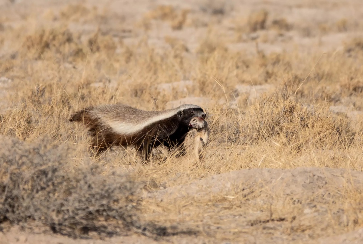 Медоед кушает.