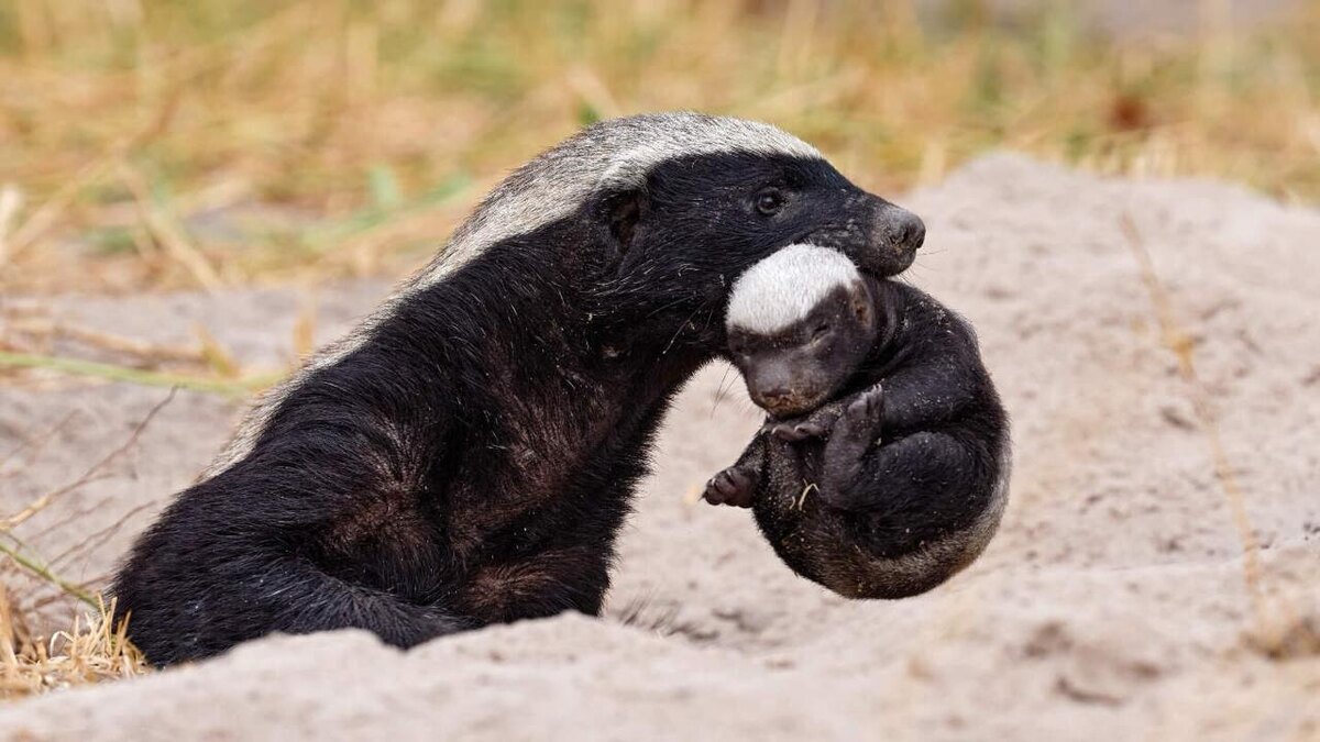 Самка медоеда с наследником(цей).