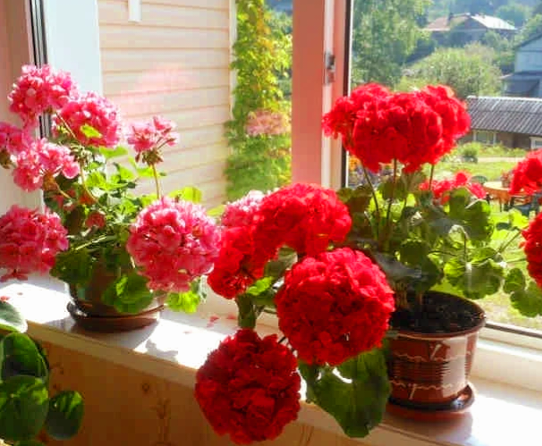 Бабушкин метод для пышного и яркого цветения герани