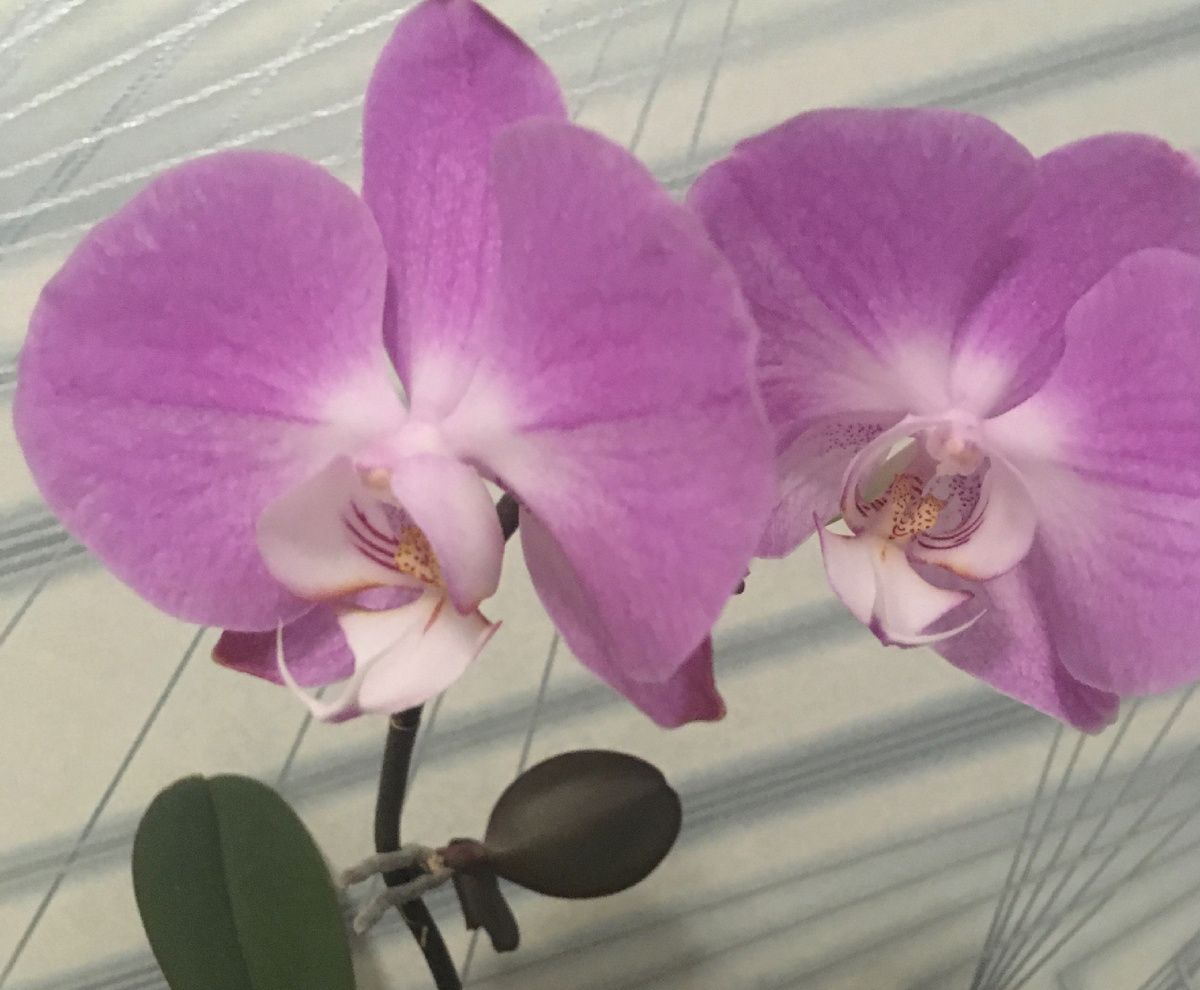 Радует меня зимой