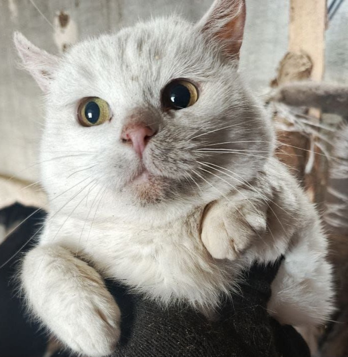 И  он тоже ждет мясное😊