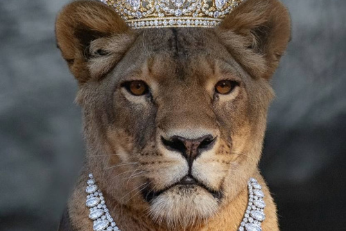    Фото: Новосибирский зоопарк.