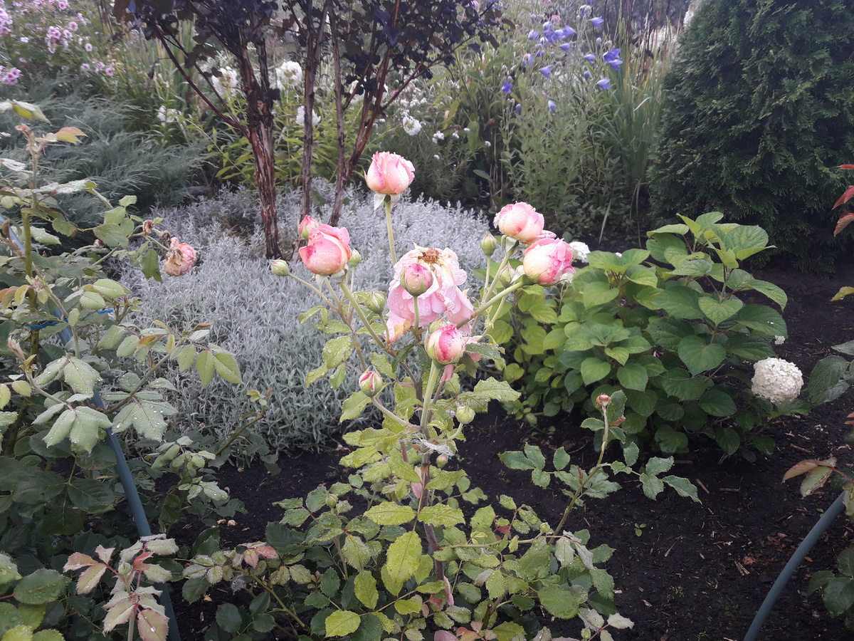 8 августа 2020 г