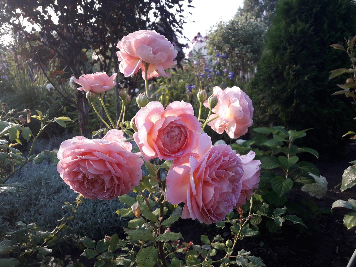 11 августа 2020 г