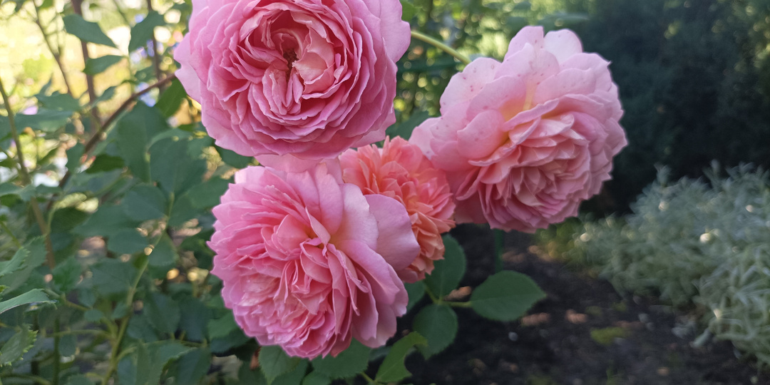 Jubilee Celebration - одна из красивейших английских роз Д. Остина, так и не ставшая шедевром в моём саду