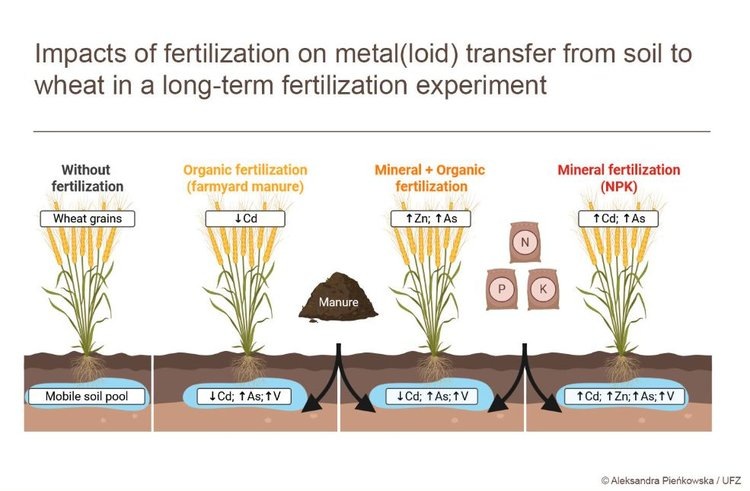     Источником токсичного кадмия в зернах пшеницы является минеральное удобрение, а не почва
