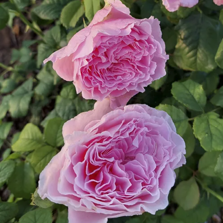 фото из интернета