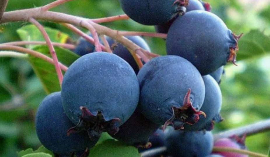 Кому ИРГА на огороде точно нужна!