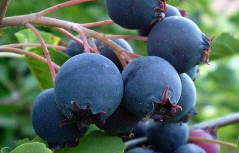 сорт ирги Паркхилл