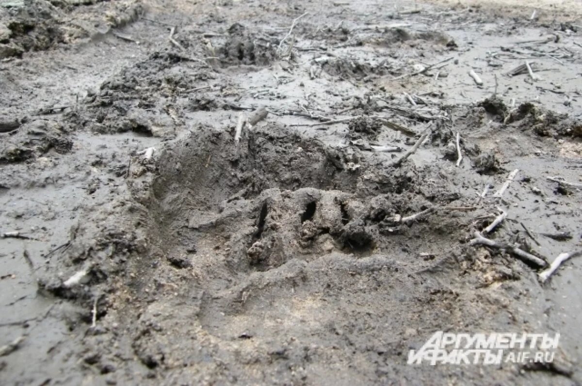    В Пермском крае заметили следы медведя в районе Лыжной базы