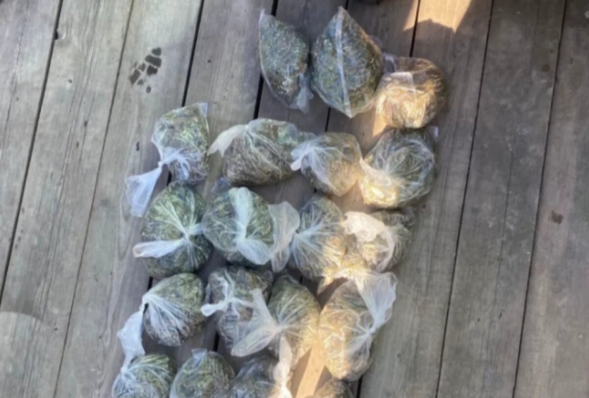    Комсомольчанин пошёл по грибы, вернулся с коноплёй и теперь может сесть