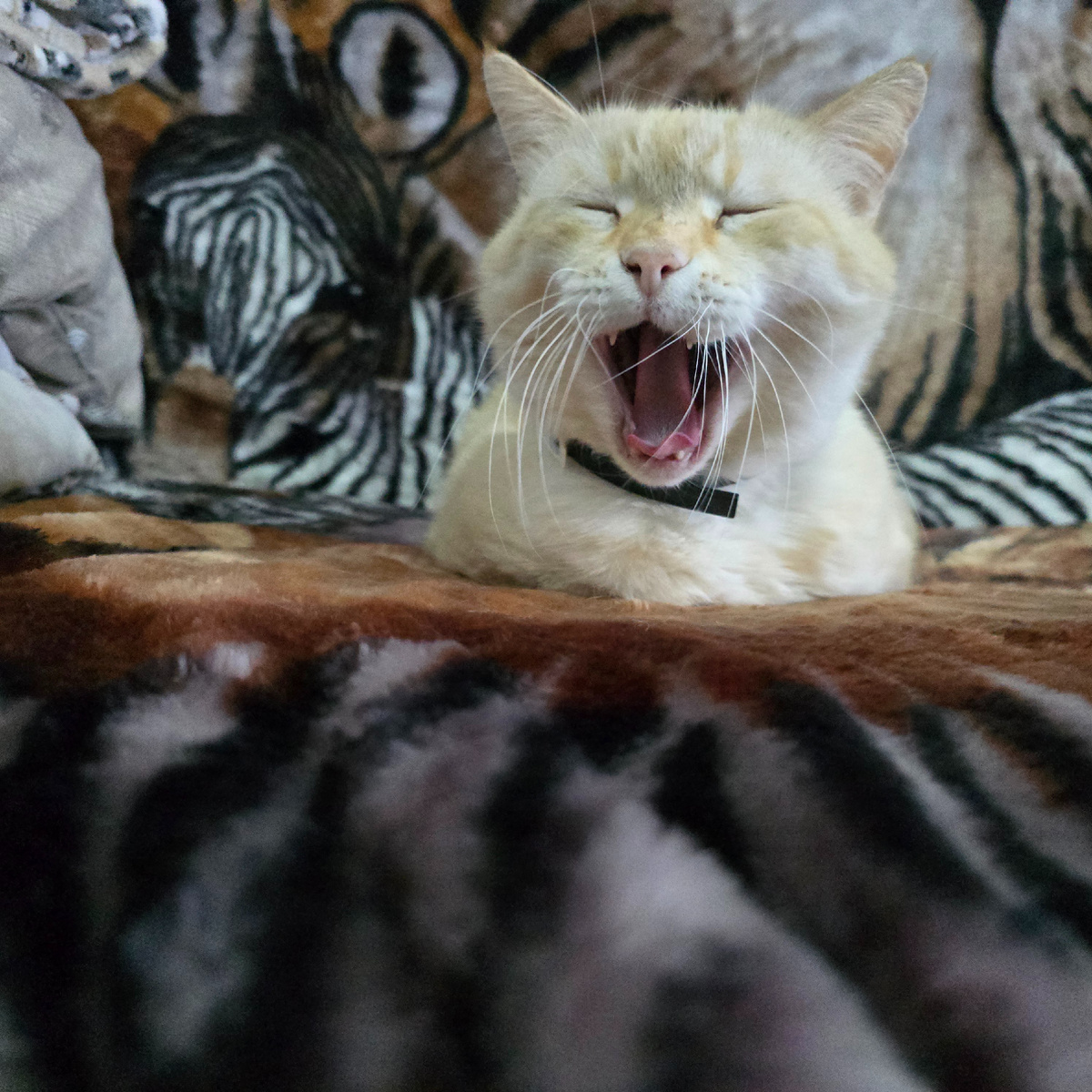 Тамик поет душевно широко открывая рот