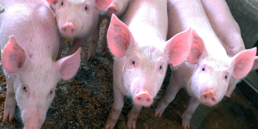 Свинина в России резко упала в цене