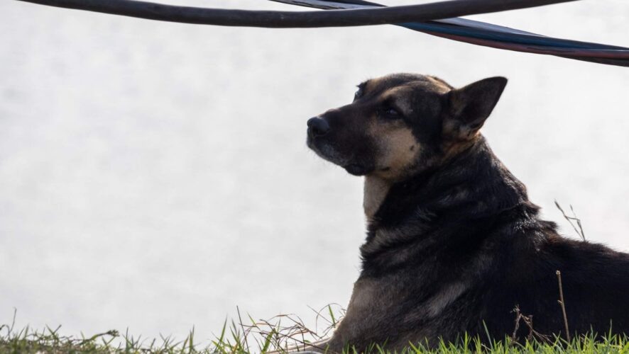    Фото: KazanFirst