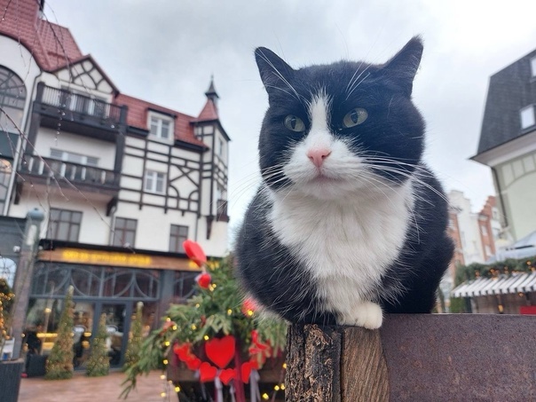 Зеленоградск: как маленький курорт на Балтике превратился в настоящую кошачью столицу России