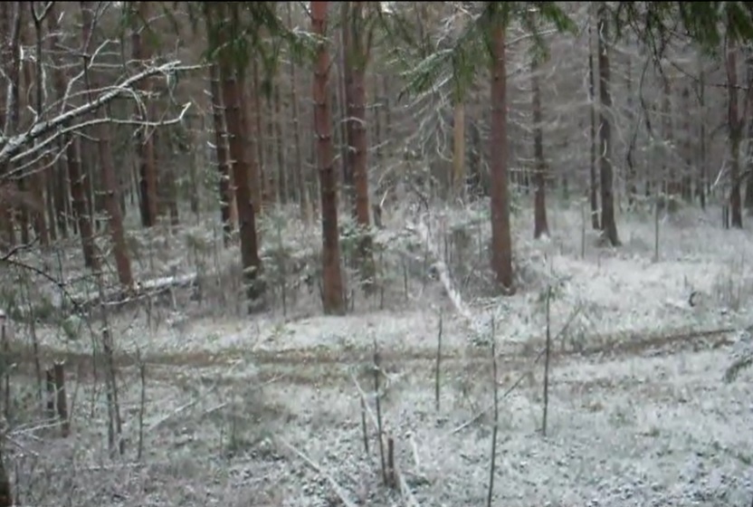 Фото из общего доступа в интернете (место, где была найдена Лера Устименко)