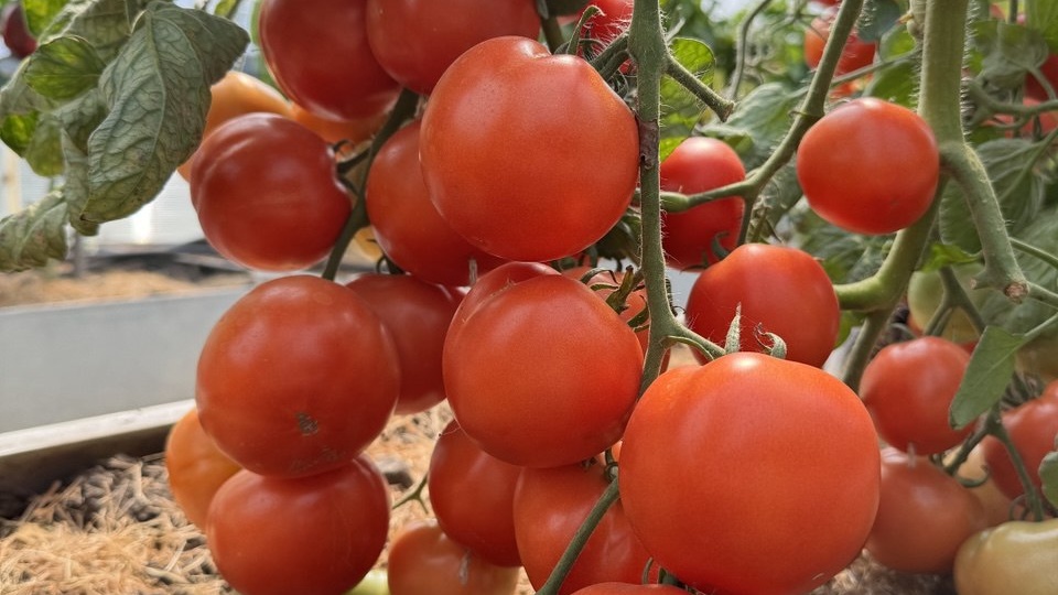 ЗАВАЛЯТ УРОЖАЕМ! Топ-10 ПРОВЕРЕННЫХ томатов для 2026 года