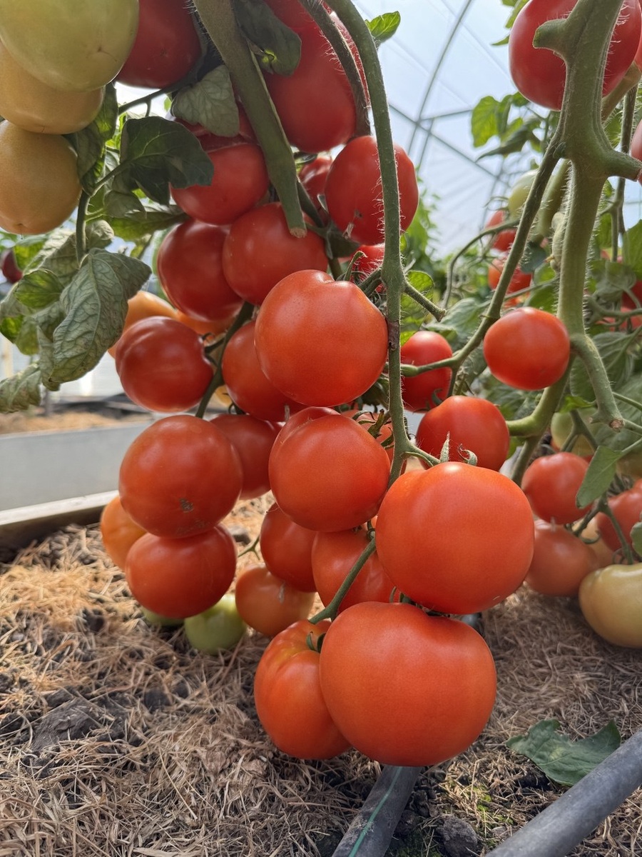 На фото 2 в галерее хорошо видер размер плодов. Листайте