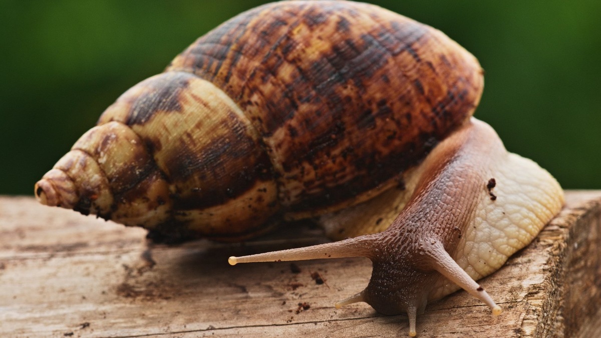    Улитки подойдут людям, которым не очень важен тактильный контакт с питомцем