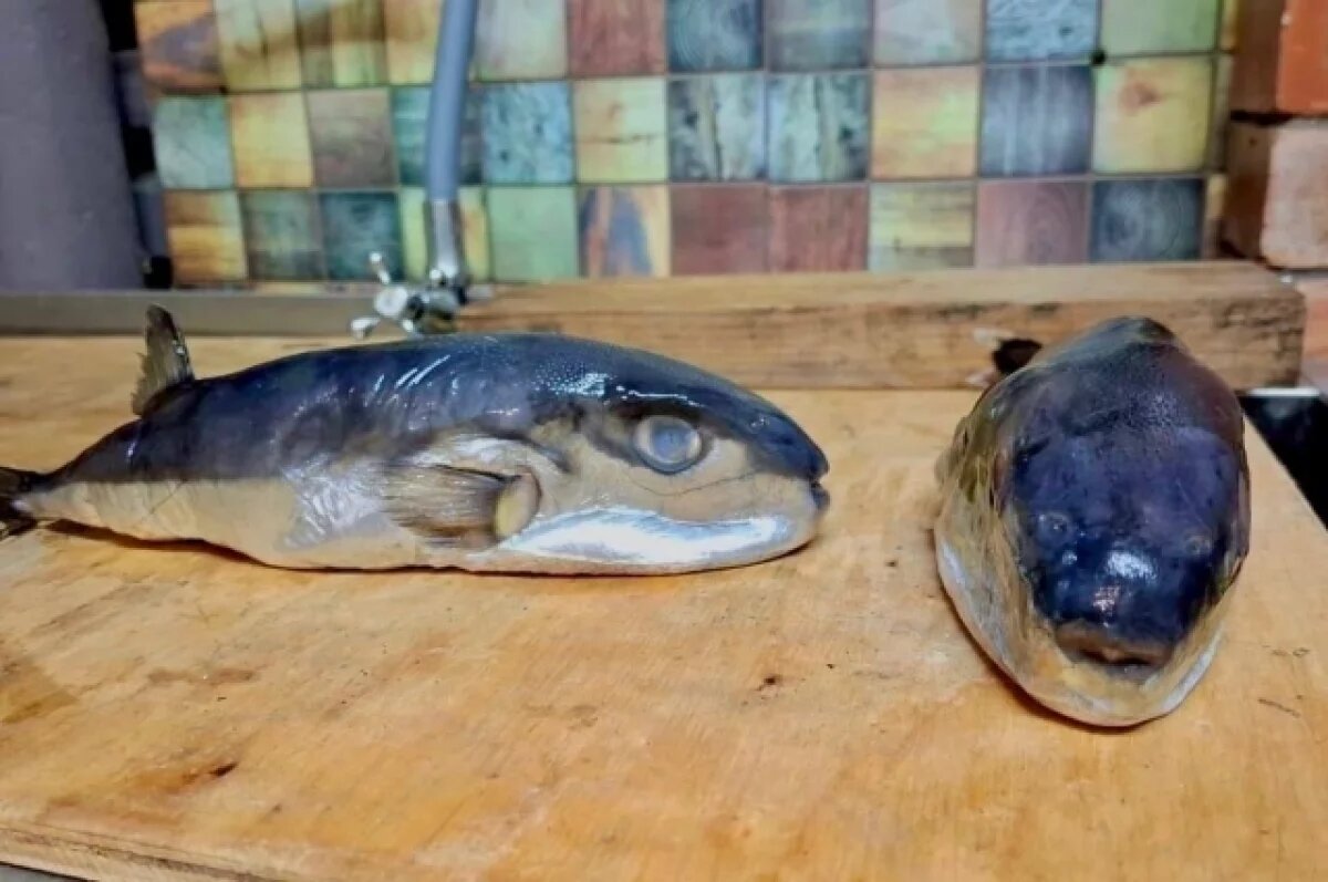    На Кубани покупателю продали вместо скумбрии ядовитую морскую рыбу