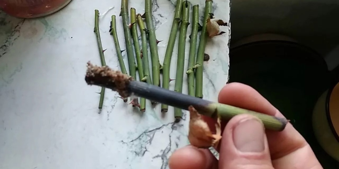 Выяснил, почему черенки чернеют за 3 дня. 1 ошибка губит 95% попыток