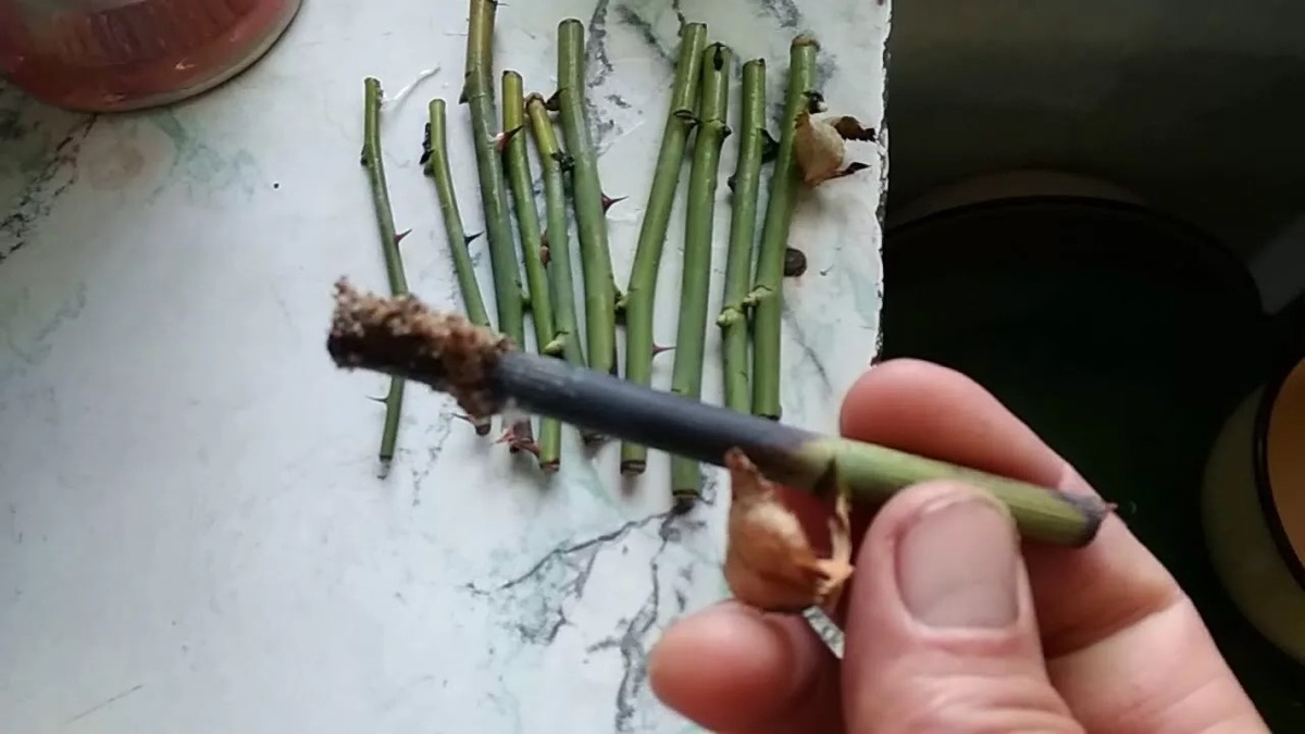 Типичный результат неправильного укоренения - черные гниющие черенки