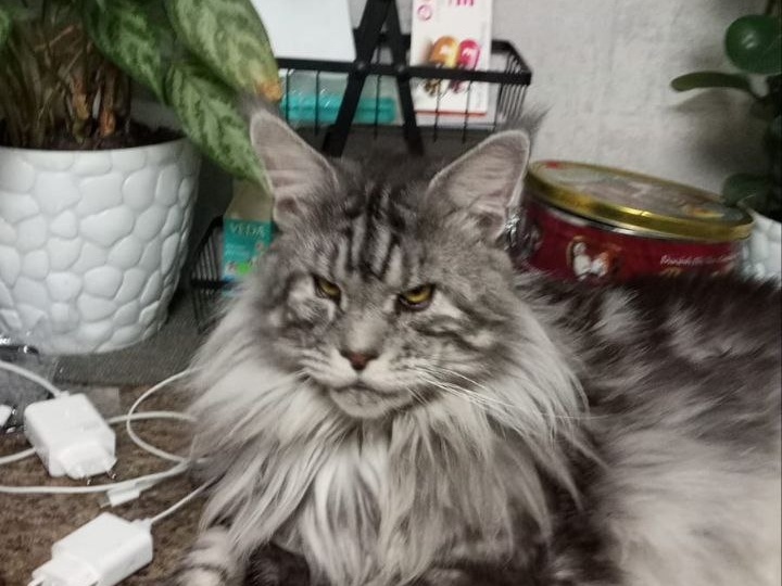 Семья подарила новую жизнь искалеченному мейн-куну. Царский привет от Амадея!