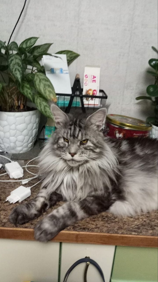 Какой красавчик все-таки Амадей!