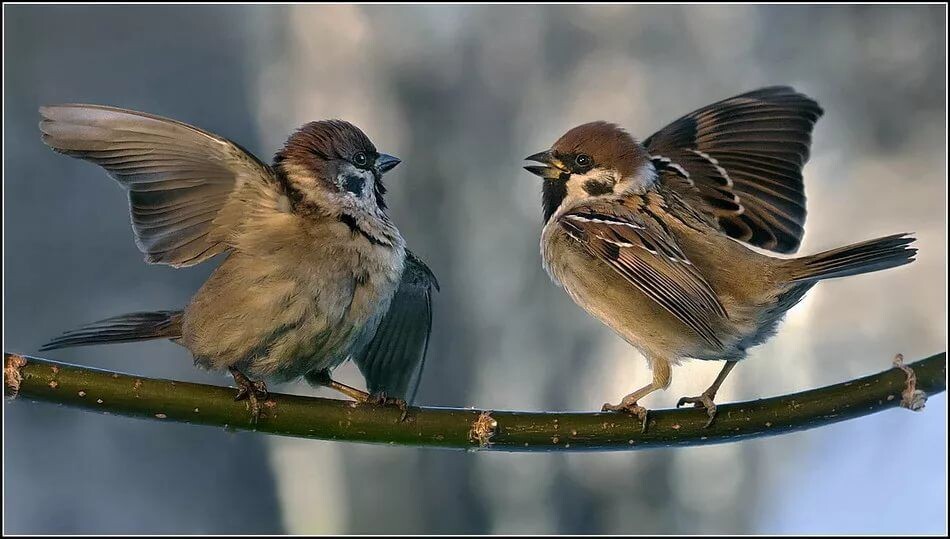 картинка из интернета