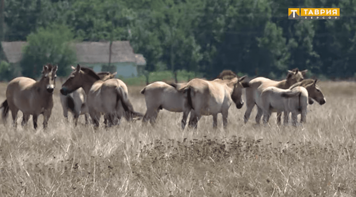    Фото: ТРК Таврия