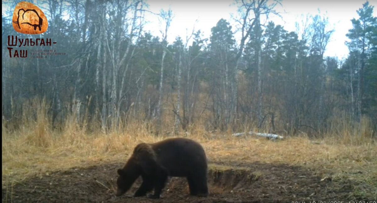    Фото: пресс-служба заповедника "Шульган-Таш"