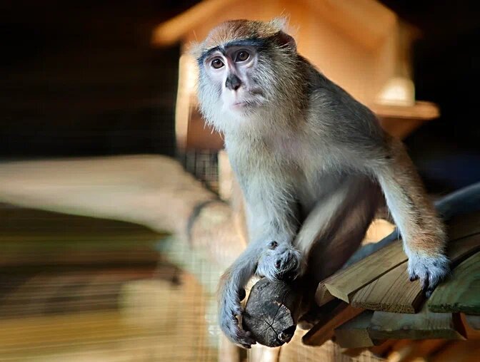 Почему макаки оказались под запретом? Закон строг, но это в их интересах.