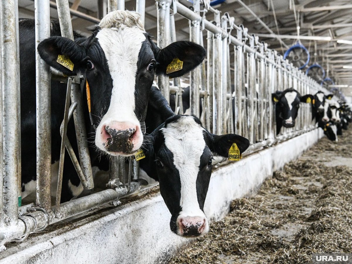     Общая вместимость семи ферм будет на 13 тысяч коров
