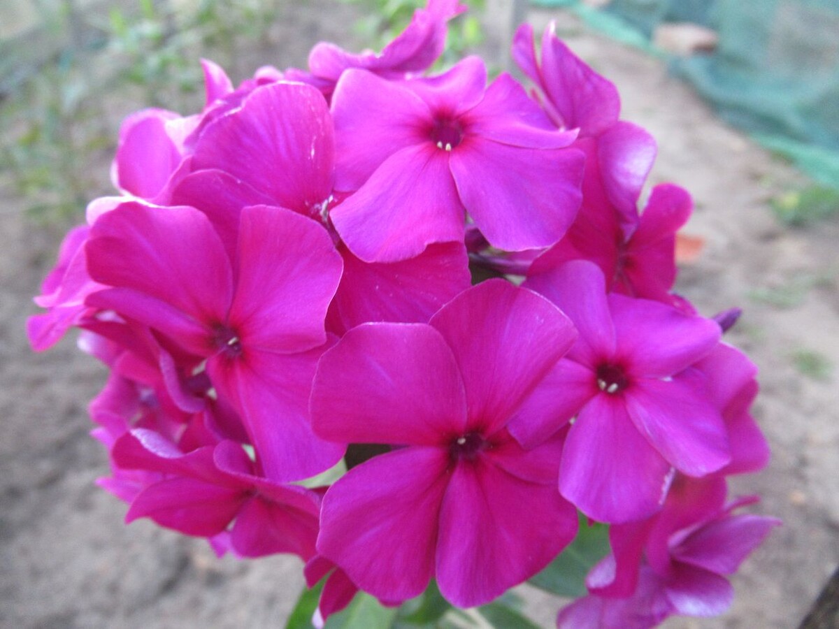 Флокс АГАФОНЫЧ