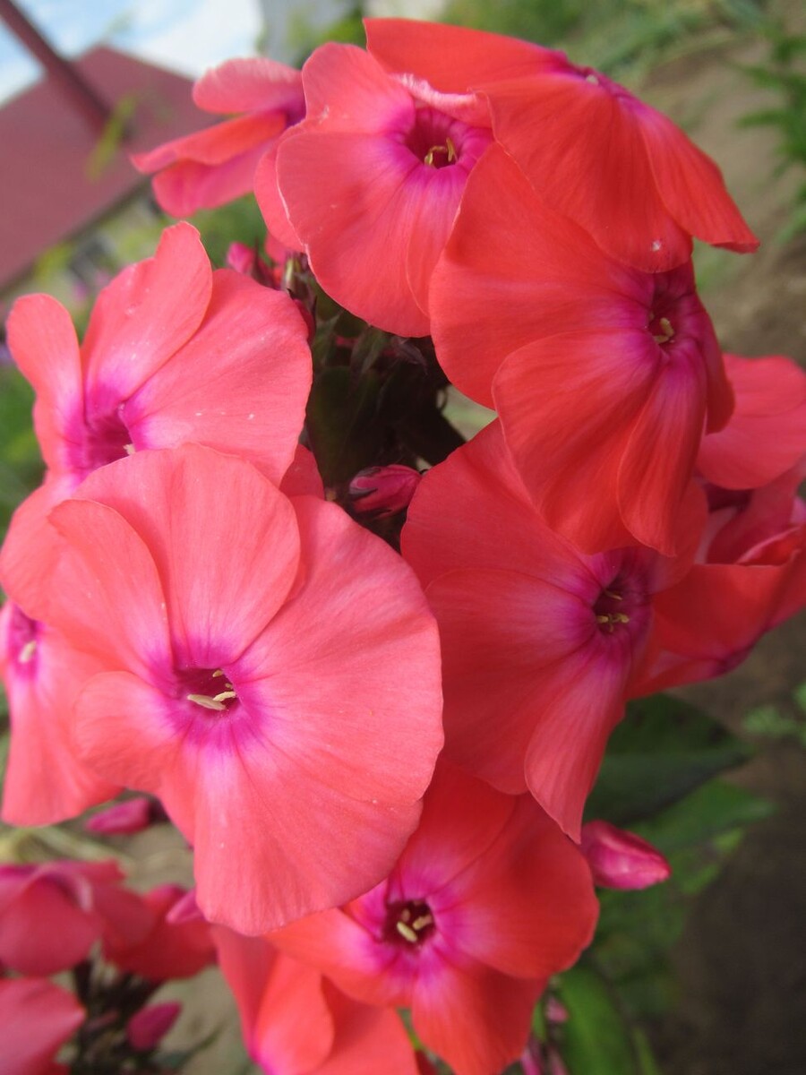 Флокс АНЯ ГАГАНОВА (АНКА). 3 фото, листайте