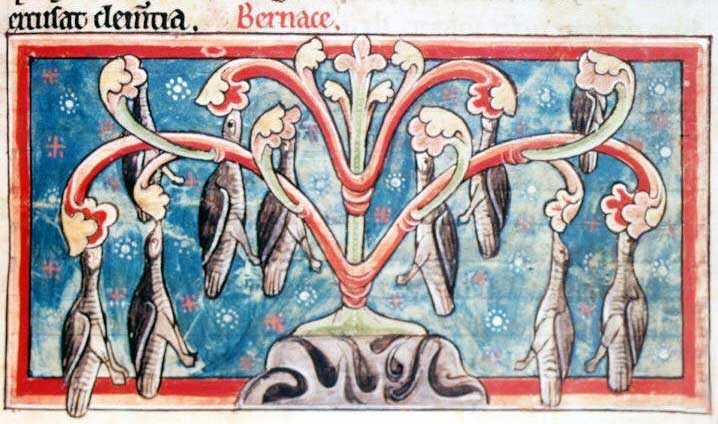 «Казарки висят на деревьях, покуда у них не вырастут перья…».
Рисунок (1235 г.?), сделанный по описанию Джеральда Уэльского. Из “The Medieval Bestiary”