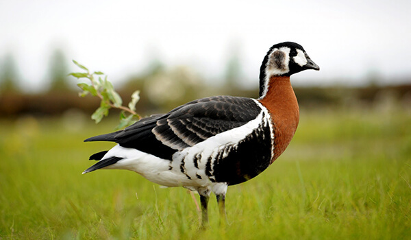 Краснозобая казарка — живое доказательство того, что у природы отличный вкус.