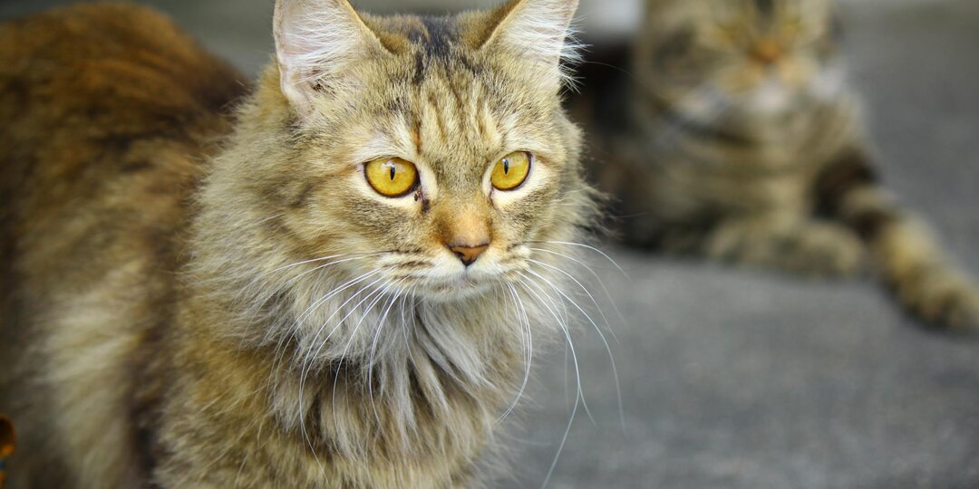 Судьба у них такая