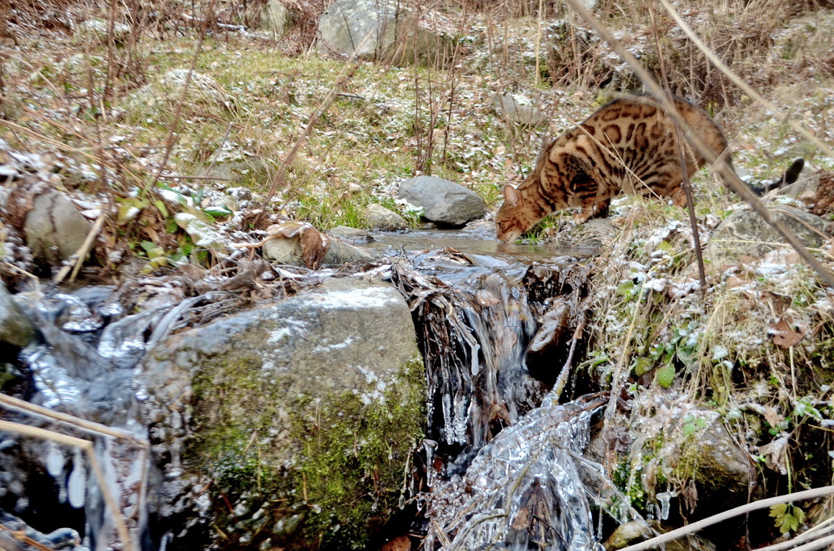 у змерзающего ручья
