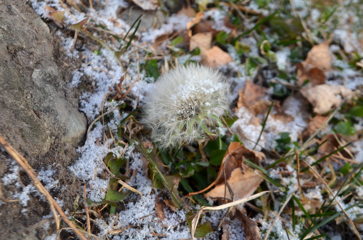 одинокий одуванчик
