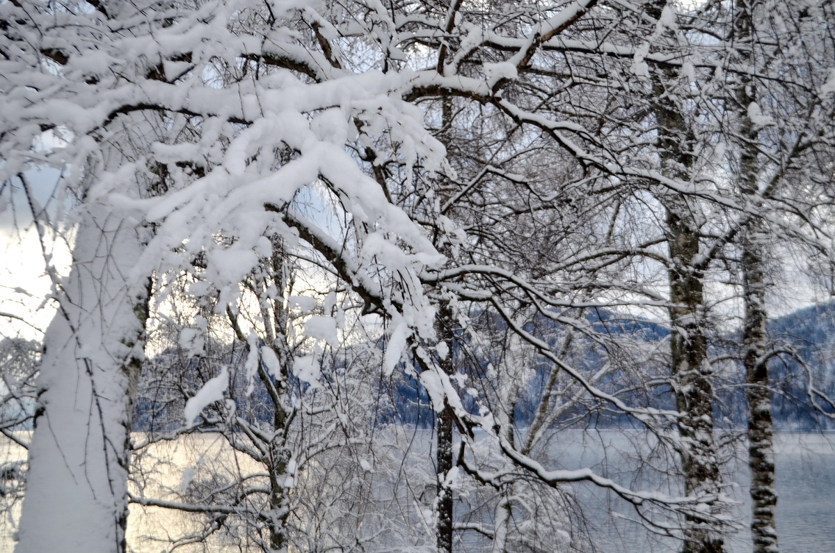 снежное утро
