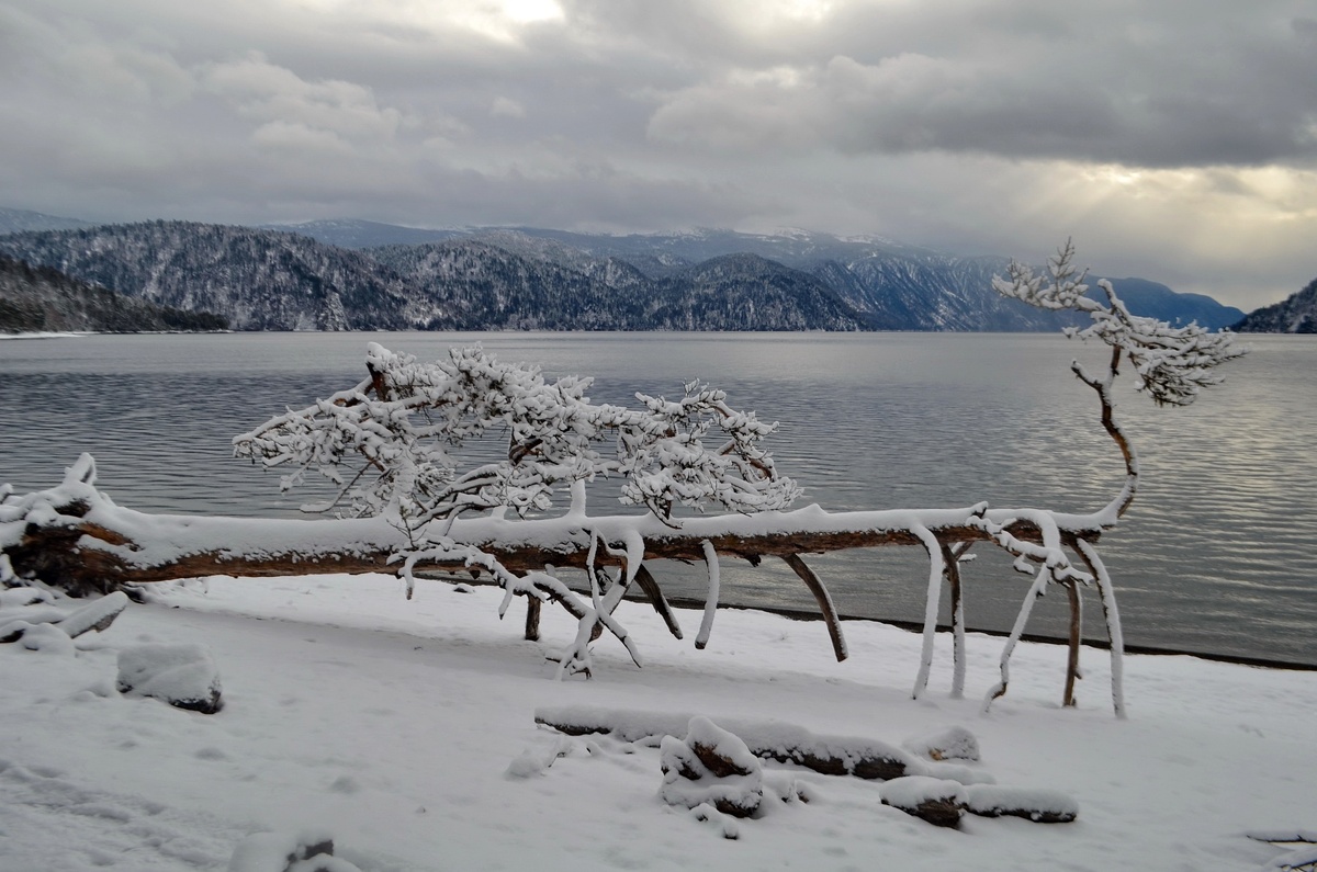 сухая сосна принарядилась

