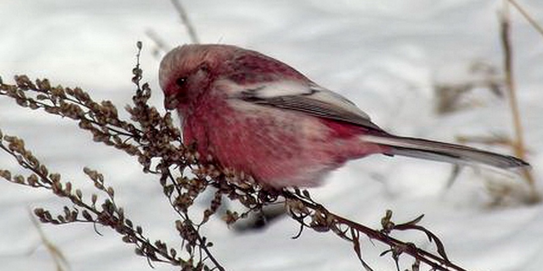 У птиц в Алтйском заповеднике начались зимние кормовые миграции