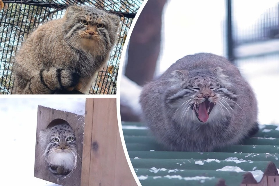   Все манулы к зиме готовы. Фото: Новосибирский зоопарк/Роман Паулов